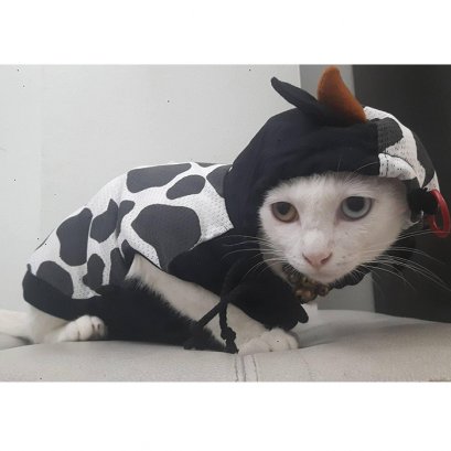 บี้เกิ้ลท้องโย้แต่คลอดไม่ออก คุณหมอช่วยด้วยข้อมูลสัตว์ป่วย “คิตตี้”เป็นแม่แมวร่างน้อย สายพันธุ์ British Shorthair เพศเมีย อายุ 1 ปี เข้ารับการรักษาที่โรงพยาบาลสัตว์ไอเว็ทด้วยอาการคลอดลำบาก โดยเจ้าของสังเกตพบว่าภายหลังจากน้องคิตตี้มีน้ำคร่ำไหลออกทางอวัยวะเ